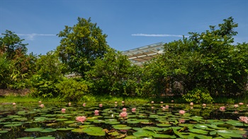 Blossoming Lotus Lillies (<i>Nymphaea</i> ‘Sunfire’) spread across the water surface and add colour and vibrancy to the Freshwater Marshes, creating a very pleasant and relaxing ambience.